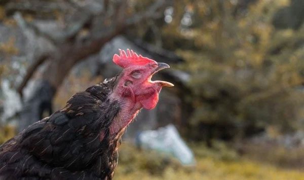 Crowing is a privilege of roosters.