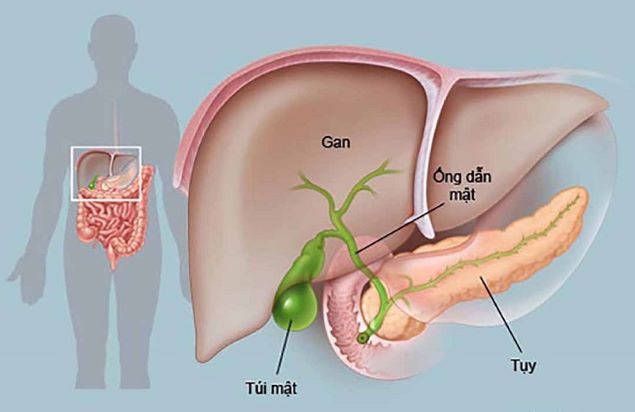 Many factors contribute to liver vulnerability.