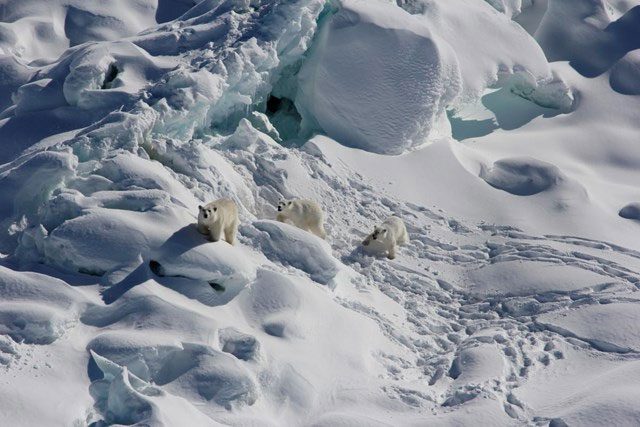 An adult female polar bear (left) and two one-year-old cubs walking on a glacier