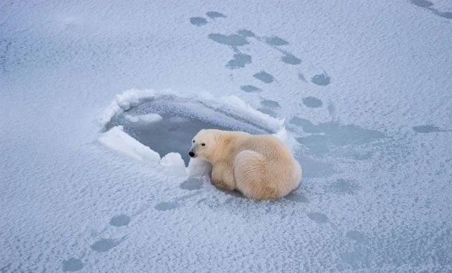 Without floating ice, polar bears cannot hunt seals.