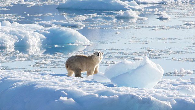 A polar bear in Southeast Greenland, September 2016.