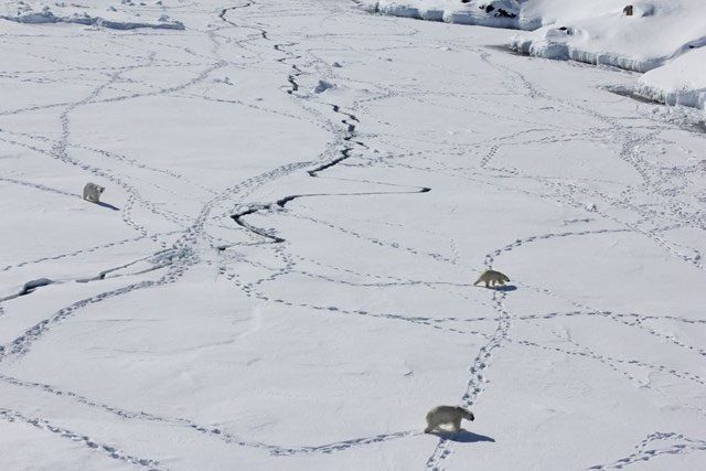 Three adult polar bears in Greenland, April 2015.