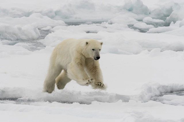 A polar bear's leap.