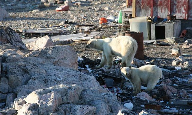 As ice sheets disappear, polar bears must move onto land to find food.