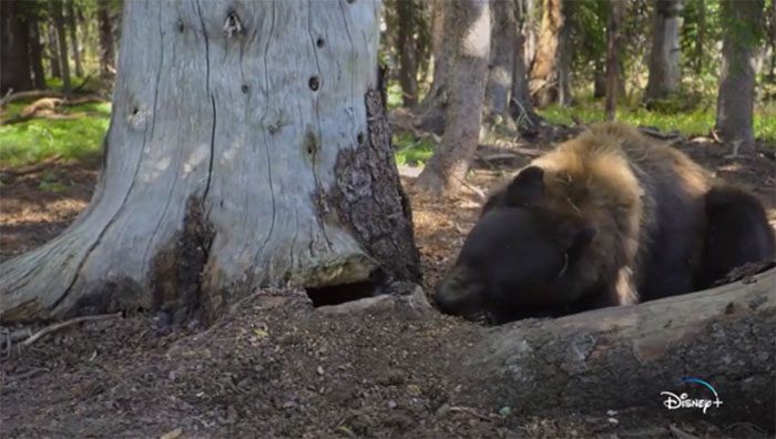 Black bear "stealing" from gray squirrel.