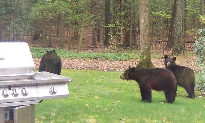 Black bears wandering in Simsbury, Connecticut.