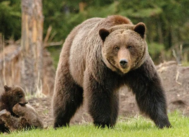 Brown bear (or grizzly bear) disappeared from some regions of North America thousands of years before the last Ice Age.