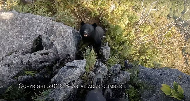 The black bear seemed to want to protect its cub, leading to the attack on the man.