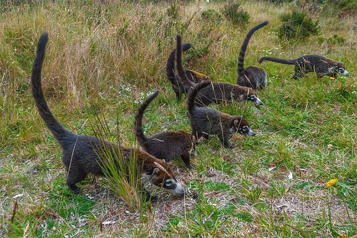 gau meo coati