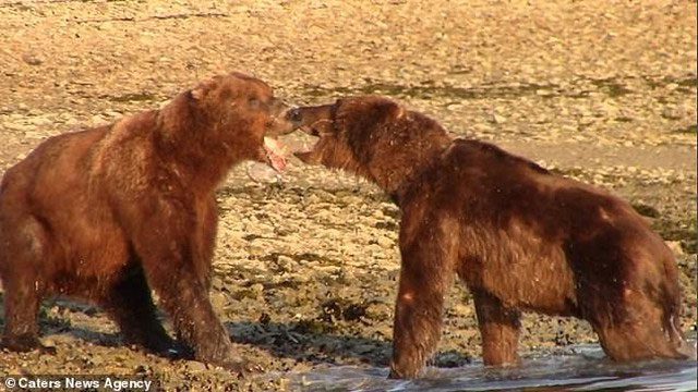 After a pointless scuffle, the two bears decided to retreat peacefully.
