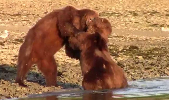 A fierce fight between two brown bears.