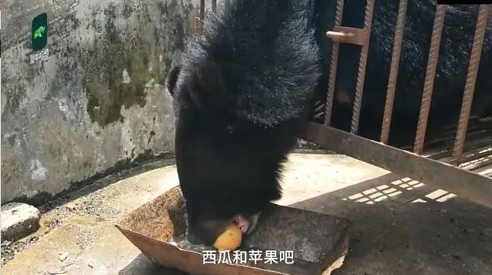 As it grew, it resembled a bear more than a dog.