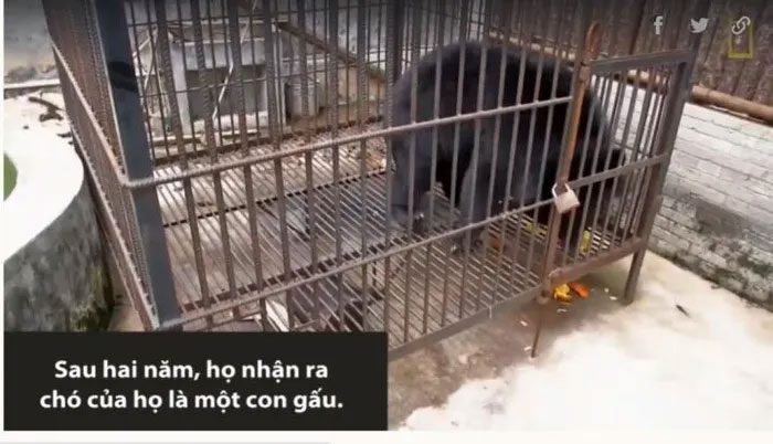 gau ngua 2