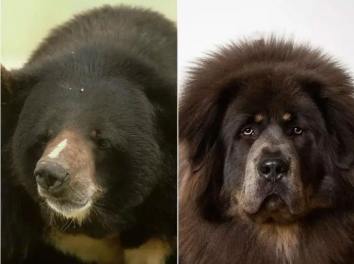 This is a moon bear.