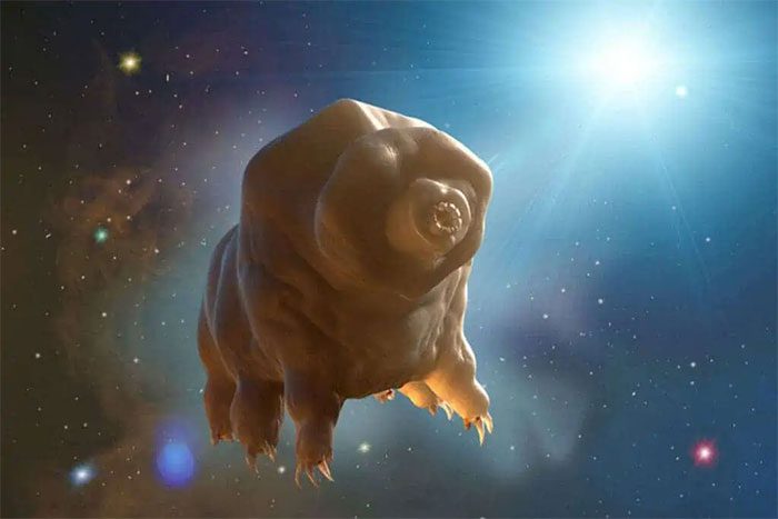 Tardigrades in the vacuum of outer space