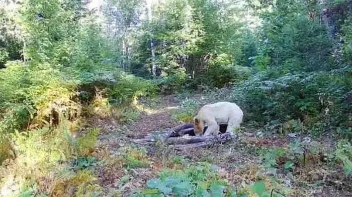Locals refer to these bears as divine bears.