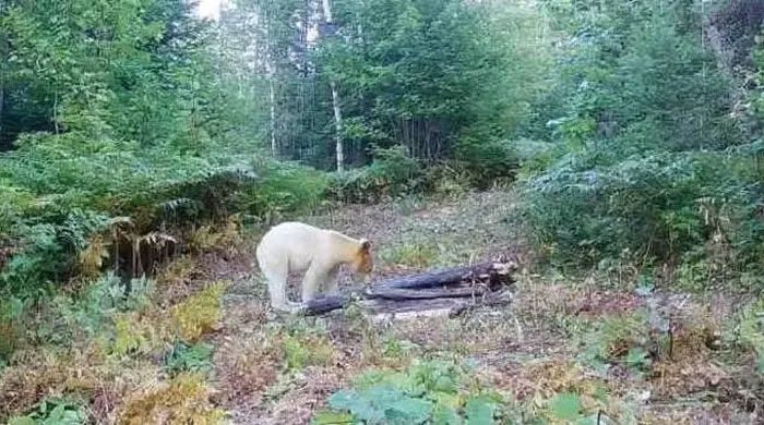 Rare all-white bear.