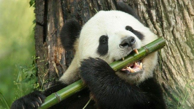 The last giant pandas of Europe could not chew bamboo.