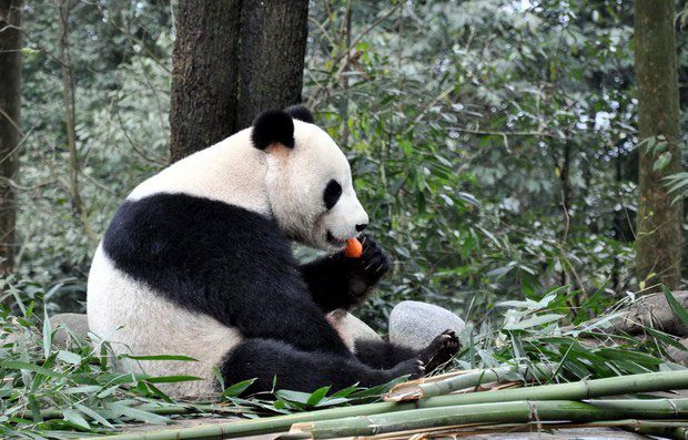 Wild pandas sometimes eat grass, wild roots, bird meat, and rodents.