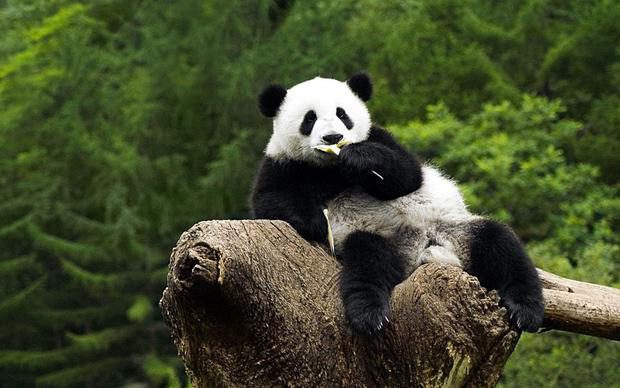Pandas are solitary animals.