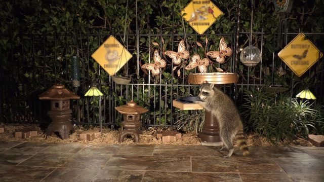 North American raccoons often take advantage of the night to invade homes in search of food.