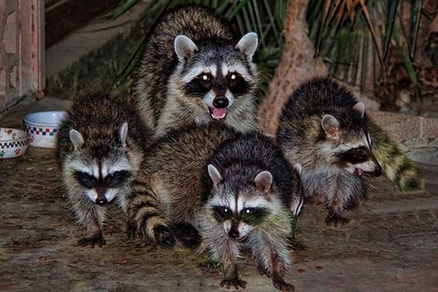 Four raccoons invaded the yard last night, possibly a pair of parents and their two young.