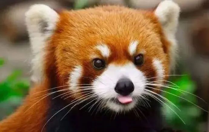 With a reddish-brown body and white patches on its cheeks, it resembles a chubby cat.