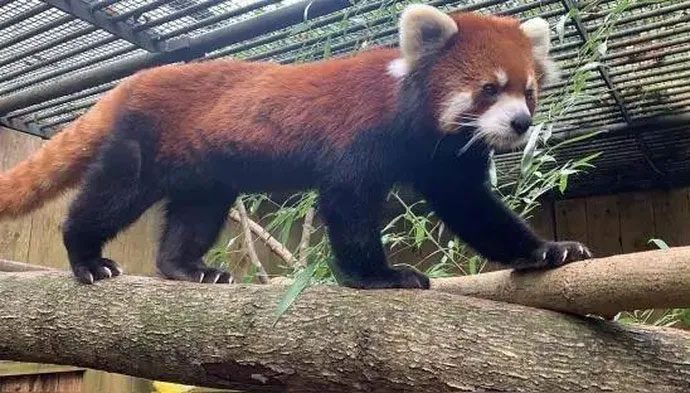 The red panda is a species that prefers warm and humid temperatures.