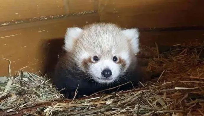 They prefer to sleep in dens, tree hollows, or rock crevices.