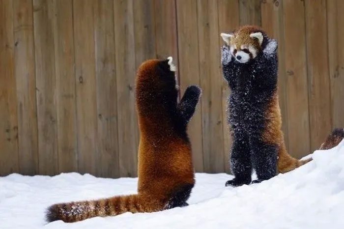 The red panda claps its paws when scared and raises its hands to intimidate others.