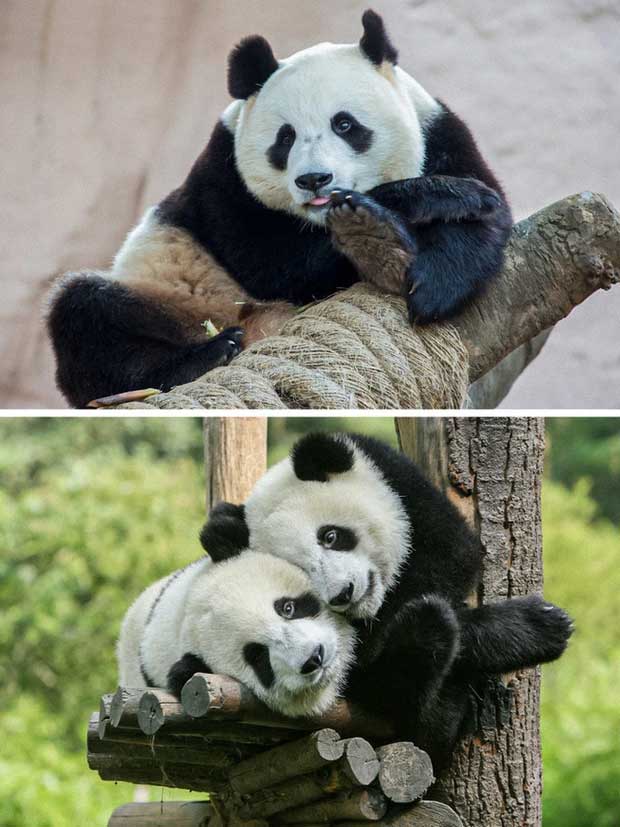 Pandas Recovering from Endangerment