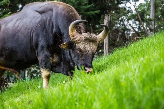 Generally, Gaurs are most active in the early morning and evening.