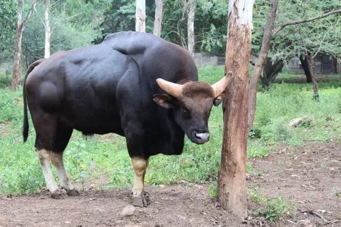 A herd of Gaurs typically consists of 8 to 11 individuals