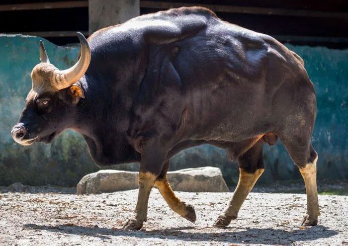 The total Gaur population ranges from 15,000 to 35,000 individuals.