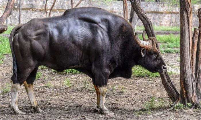 Humans find it very difficult to approach Gaurs as they are extremely shy and cautious animals.