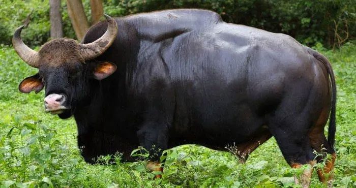 Gaurs are found throughout the continents of South and Southeast Asia