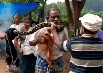 gay can man rescue man 3 meter snake choke 118164