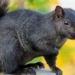 gazing at the beauty of mysterious black animals 122277