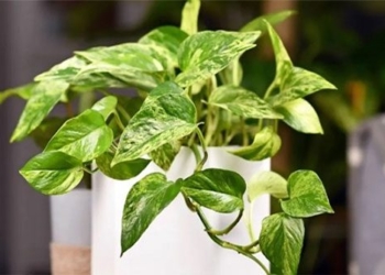 gene modifying plant reducing pollution equivalent to 30 air filters 124129