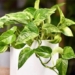 gene modifying plant reducing pollution equivalent to 30 air filters 124129