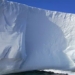 genetic medicine organism 1 million years old in south pole 123452