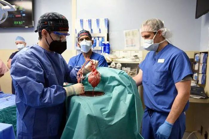 American doctors perform the first pig heart transplant for a human.
