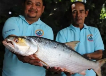 ghost of the mekong unexpectedly appears in cambodia 123292