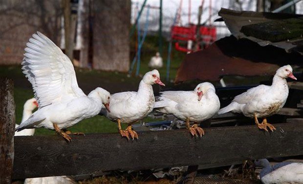 Highly pathogenic avian influenza has appeared in the Svalbard archipelago.