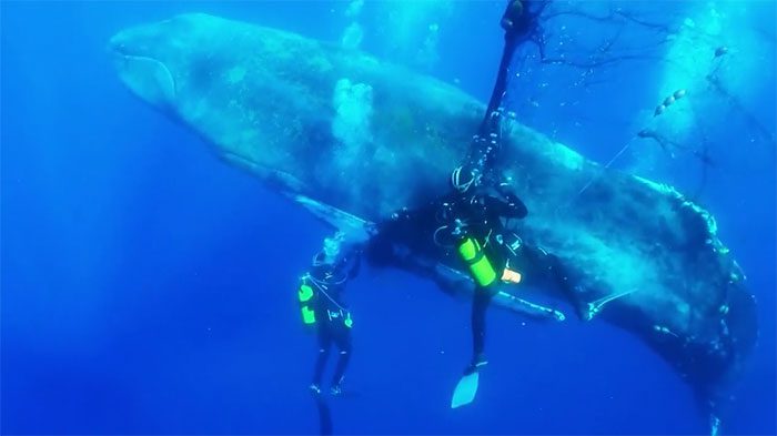The massive whale was entangled in a red fishing net.