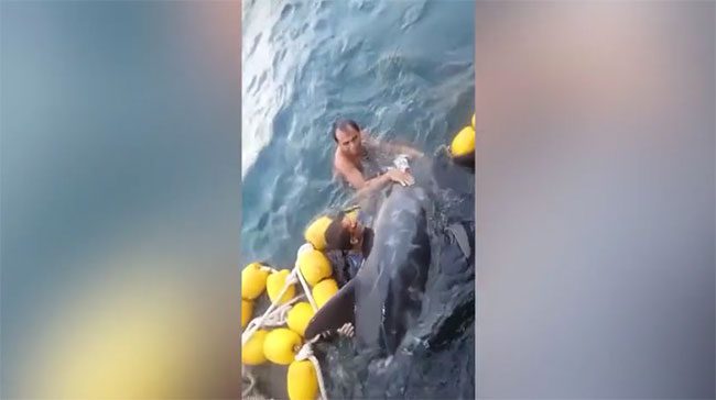 The fishermen discovered a dolphin accidentally caught in their net.