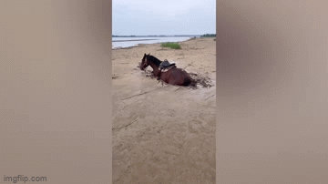 The horse was too exhausted to escape from the mud.