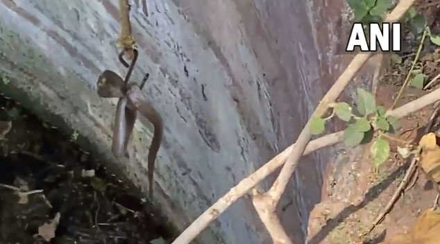 Volunteers using a hook attached to a rope to lift the venomous snake out of the abandoned well.