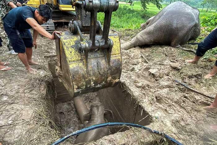 Rescue team used a crane to lift the mother elephant out