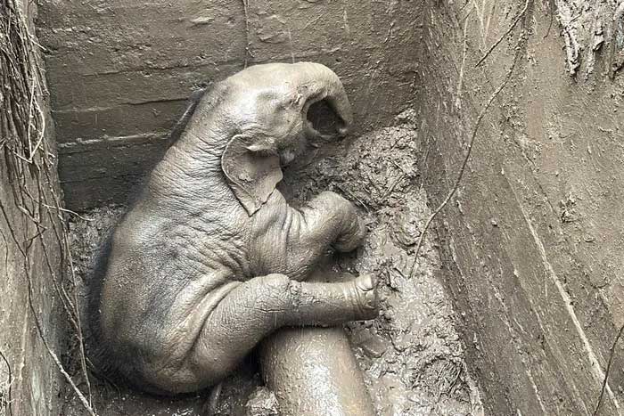 The trapped calf in the drainage hole at Khao Yai National Park on July 13.